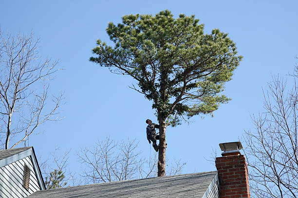 Professional Tree Removal Services in Waite Park, MN