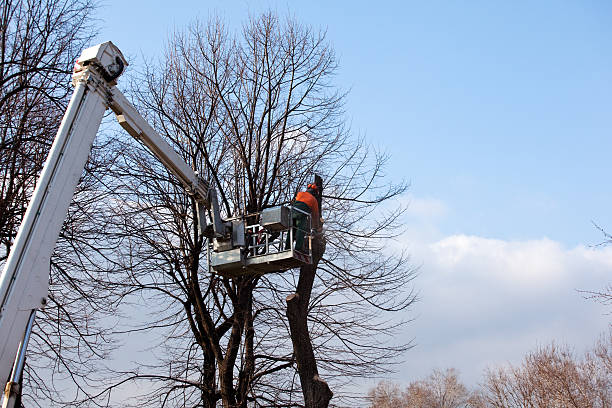 How Our Tree Care Process Works  in  Waite Park, MN