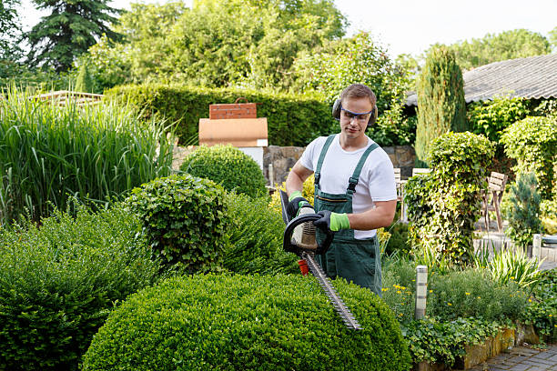  Waite Park, MN Tree Removal Services Pros