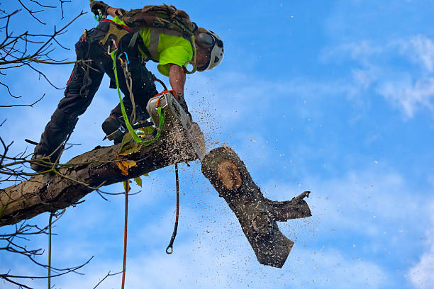 Best Hazardous Tree Removal  in Waite Park, MN