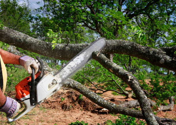 Best Commercial Tree Services  in Waite Park, MN